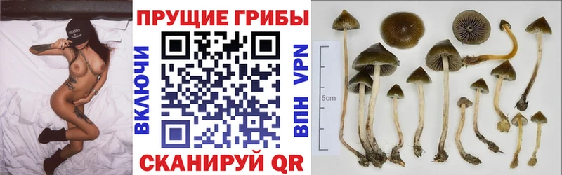 Псилоцибиновые грибы GOLDEN TEACHER  кракен   Кувандык 